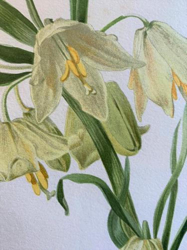 Elegant 'Cream Fritillaria' Chromolithograph. Rare 1903 (1 of 4) Elegant 'Cream Fritillaria' Chromolithograph. Rare 1903 (1 of 4)