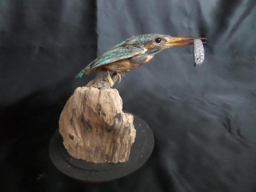 Taxidermy Study of a Kingfisher with Fish (1 of 6) Taxidermy Study of a Kingfisher with Fish (1 of 6)