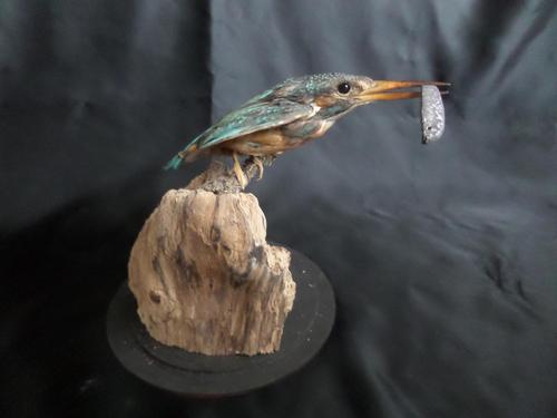 Taxidermy Study of a Kingfisher with Fish (1 of 6)