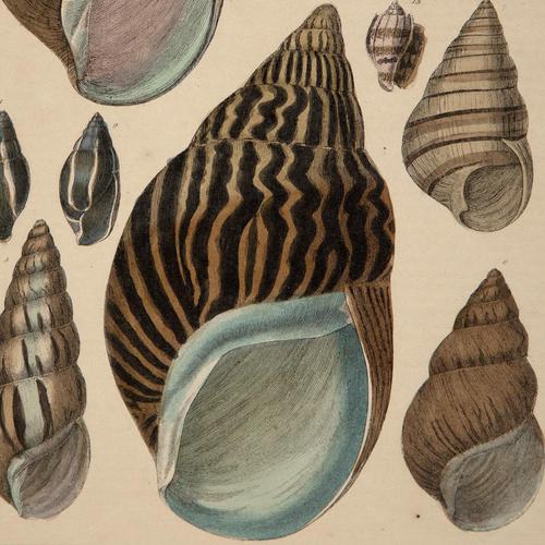 Hand Coloured 'Seashells Two' Lithograph. Goldsmith 1875 (1 of 4) Hand Coloured 'Seashells Two' Lithograph. Goldsmith 1875 (1 of 4)