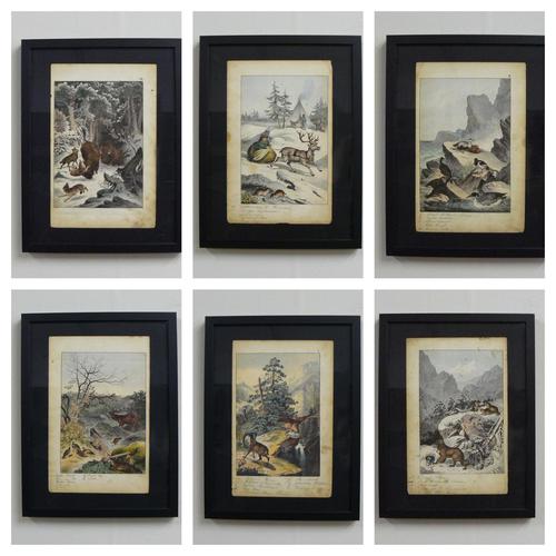 6 Framed Animal Coloured Pictures Plates C1877 Sketches From Nature - N Europe & Lapland (1 of 11)