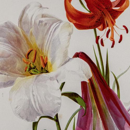Romantic and Wonderful 'Mixed Lilies' Chromolithograph 1903 (1 of 4) Romantic and Wonderful 'Mixed Lilies' Chromolithograph 1903 (1 of 4)