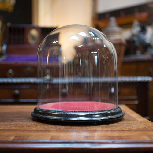 Antique Taxidermy Display Dome, Glass, Showcase, Davis & Co, Bristol, Victorian (1 of 9)