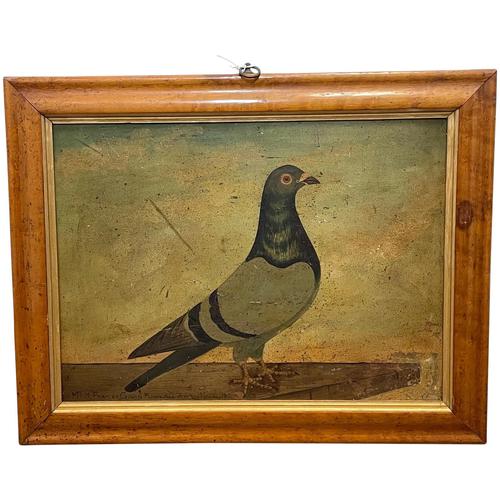 Decorative Sporting Early 20th Century Oil Canvas Painting English Racing Pigeon (1 of 35)