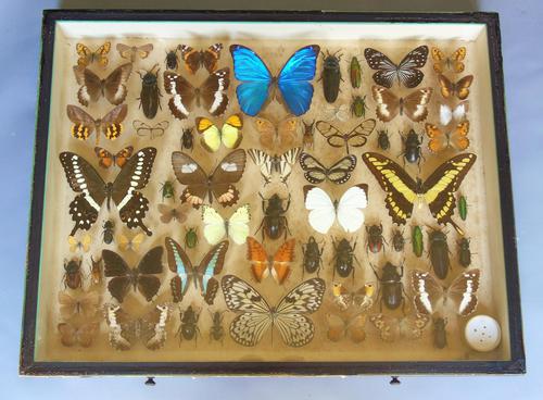Large Antique Specimen Butterfly & Insect Case (1 of 9) Large Antique Specimen Butterfly & Insect Case (1 of 9)