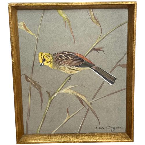 Watercolour "Yellowhammer" Passerine Bird Study By Rolston Gudgeon RSW (1 of 34)