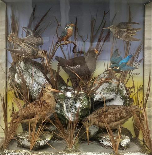 Taxidermy Edwardian Case of 7 Birds Inc: Kingfisher, Snipe, Moorhen & Woodcock (1 of 15)