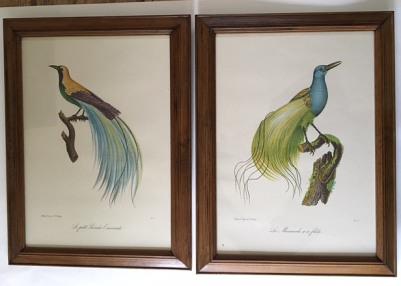 After Louis Piere Vieillot Set of Four Birds of Paradise Lithographs (1 of 1)