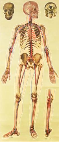 Medical Anatomical Wall Chart (1 of 1)