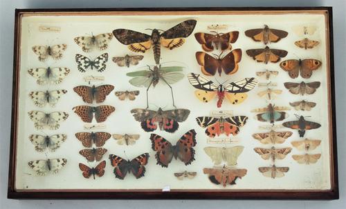 Victorian Butterfly Specimen Display Case (1 of 1)