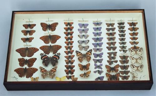 Victorian Butterfly Specimen Display Case (1 of 1) Victorian Butterfly Specimen Display Case (1 of 1)