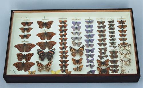 Victorian Butterfly Specimen Display Case (1 of 1)