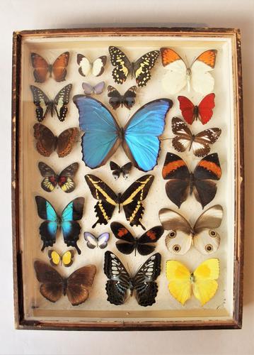 Scientific Butterfly Collection RAre Specimens (1 of 1) Scientific Butterfly Collection RAre Specimens (1 of 1)