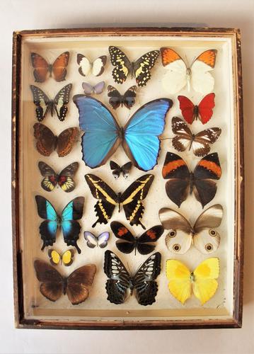 Scientific Butterfly Collection RAre Specimens (1 of 1)