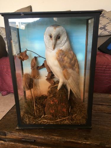 Taxidermy Barn Owl in Glass Case (1 of 4)