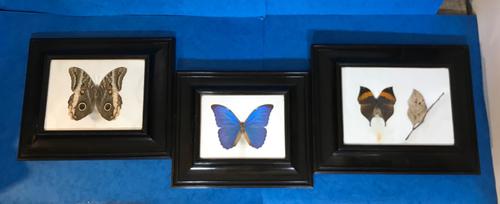 Collection of Three Victorian Taxidermy Butterflies (1 of 38)