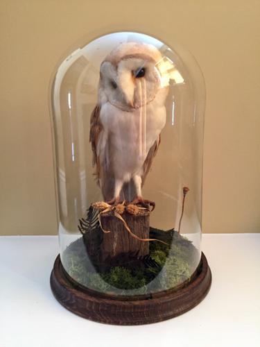 Fine Taxidermy of Barn Owl in Glass Dome (1 of 14)