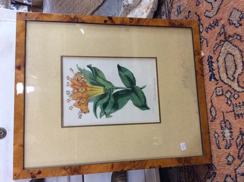 Two Botanical Paintings X2 (1 of 2) Two Botanical Paintings X2 (1 of 2)