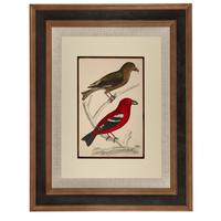 Hand Coloured 'Crimson Exotic Bird' Lithograph. Goldsmith 1875 (4 of 4) Hand Coloured 'Crimson Exotic Bird' Lithograph. Goldsmith 1875 (4 of 4)