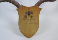 Antique Antlers on Solid Oak Shield (3 of 7) Antique Antlers on Solid Oak Shield (3 of 7)