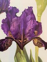 Stunning Purple Iris Chromolithograph. Henry G Moon. 1903 (3 of 4) Stunning Purple Iris Chromolithograph. Henry G Moon. 1903 (3 of 4)