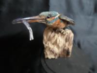 Taxidermy Study of a Kingfisher with Fish (4 of 6) Taxidermy Study of a Kingfisher with Fish (4 of 6)