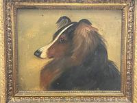 Pair of Scottish 19th Century Oil Paintings Rough Collie Dog Portraits After George Washington Brownlow (25 of 49) Pair of Scottish 19th Century Oil Paintings Rough Collie Dog Portraits After George Washington Brownlow (25 of 49)