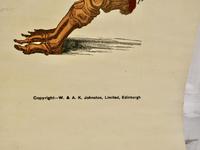 Large University Anatomical Chart “Muscles” by Turner (3 of 7) Large University Anatomical Chart “Muscles” by Turner (3 of 7)