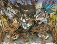 Taxidermy Edwardian Case of 7 Birds Inc: Kingfisher, Snipe, Moorhen & Woodcock (7 of 15) Taxidermy Edwardian Case of 7 Birds Inc: Kingfisher, Snipe, Moorhen & Woodcock (7 of 15)