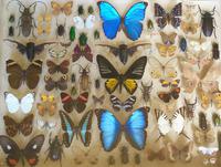 Antique Specimen Butterfly & Insect Case (2 of 8) Antique Specimen Butterfly & Insect Case (2 of 8)