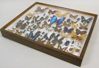 Good Antique Butterfly & Insect Specimens Collection (7 of 8) Good Antique Butterfly & Insect Specimens Collection (7 of 8)