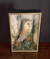 Decorative Cased Taxidermy Barn Owl (2 of 10) Decorative Cased Taxidermy Barn Owl (2 of 10)