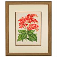Vibrant 'Eranthemum Chinnabarinium' Chromolithograph 1871-1881 (3 of 4) Vibrant 'Eranthemum Chinnabarinium' Chromolithograph 1871-1881 (3 of 4)