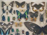 Antique Insect and Butterfly Specimens Collection (2 of 7) Antique Insect and Butterfly Specimens Collection (2 of 7)