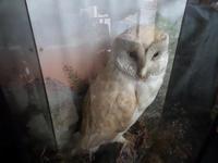 Lovely Barn Owl on a Good Setting & in a good Glass Case - Hand Painted Background (3 of 4) Lovely Barn Owl on a Good Setting & in a good Glass Case - Hand Painted Background (3 of 4)