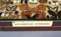 Large Antique Specimen Butterfly & Insect Case (7 of 10) Large Antique Specimen Butterfly & Insect Case (7 of 10)