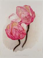 Sublime & Romantic Magnolias Chromolithograph 1903 (4 of 4) Sublime & Romantic Magnolias Chromolithograph 1903 (4 of 4)