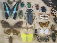 Antique Insect and Butterfly Specimens Collection (5 of 7) Antique Insect and Butterfly Specimens Collection (5 of 7)