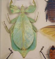 Fabulous Antique Collection Cased Butterfly & Insect Specimens (6 of 8) Fabulous Antique Collection Cased Butterfly & Insect Specimens (6 of 8)