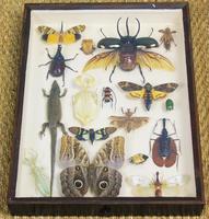 Fabulous Antique Collection Cased Insect & Butterfly Specimens (3 of 7) Fabulous Antique Collection Cased Insect & Butterfly Specimens (3 of 7)