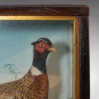 Antique Taxidermy Scene, Birds, Pheasant, Blackbird, Display Case, Victorian (9 of 10) Antique Taxidermy Scene, Birds, Pheasant, Blackbird, Display Case, Victorian (9 of 10)