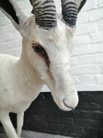 Taxidermy: An African Antelope (4 of 7) Taxidermy: An African Antelope (4 of 7)