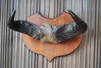 Pair of Cape Buffalo Horn Trophies on Shields (9 of 10) Pair of Cape Buffalo Horn Trophies on Shields (9 of 10)