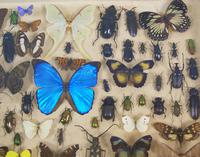 Good Antique Butterfly & Insect Specimens Collection (4 of 7) Good Antique Butterfly & Insect Specimens Collection (4 of 7)
