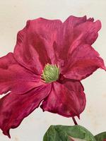 Sublime Claret Clematis Chromolithograph. Henry G Moon. 1903 (2 of 4) Sublime Claret Clematis Chromolithograph. Henry G Moon. 1903 (2 of 4)