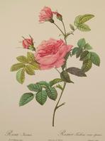 Rosa Inermis Lithograph. After Pierre Joseph Redoute 1954 (2 of 3) Rosa Inermis Lithograph. After Pierre Joseph Redoute 1954 (2 of 3)