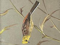 Watercolour "Yellowhammer" Passerine Bird Study By Rolston Gudgeon RSW (17 of 34) Watercolour "Yellowhammer" Passerine Bird Study By Rolston Gudgeon RSW (17 of 34)