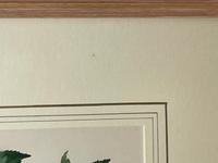 Watercolour "Chirping Song Thrush Bird" Signed Charles Frederick Tunnicliffe OBE RA 1901-1979 (25 of 35) Watercolour "Chirping Song Thrush Bird" Signed Charles Frederick Tunnicliffe OBE RA 1901-1979 (25 of 35)
