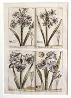 18th Century French Hand Coloured Botanical Copperplate Engravings (4 of 6) 18th Century French Hand Coloured Botanical Copperplate Engravings (4 of 6)