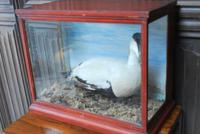 Taxidermy Eider Duck in Case (3 of 5) Taxidermy Eider Duck in Case (3 of 5)